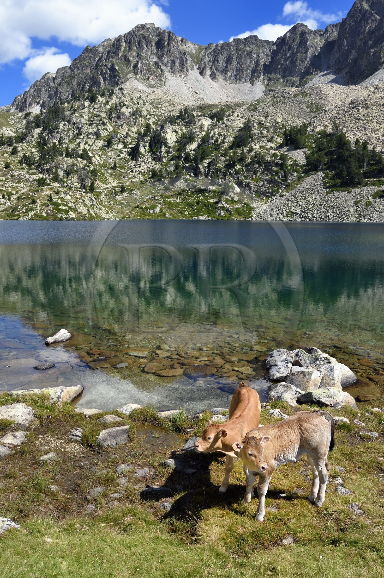France, Hautes-Pyrénées (65), Saint-Lary-Soulan et Vielle-Aure, randonnée sur une variante du GR10 entre le col de Portet et les lacs de Bastan en bordure de la réserve naturelle de Néouvielle, troupeau de vaches en estive au lac de Bastan supérieur