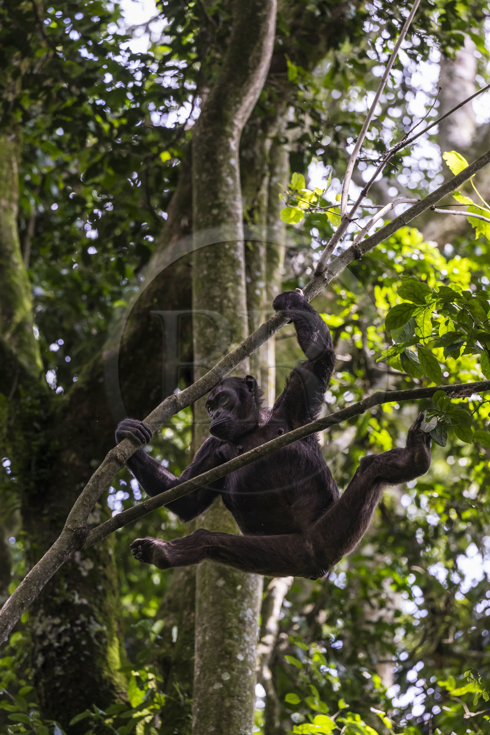 Rwanda, Province de l’Ouest, Nyakabuye, Parc national de Nyungwe, forêt tropicale humide naturelle de Cyamudongo, Chimpanzé commun (Pan Troglodytes) femelle