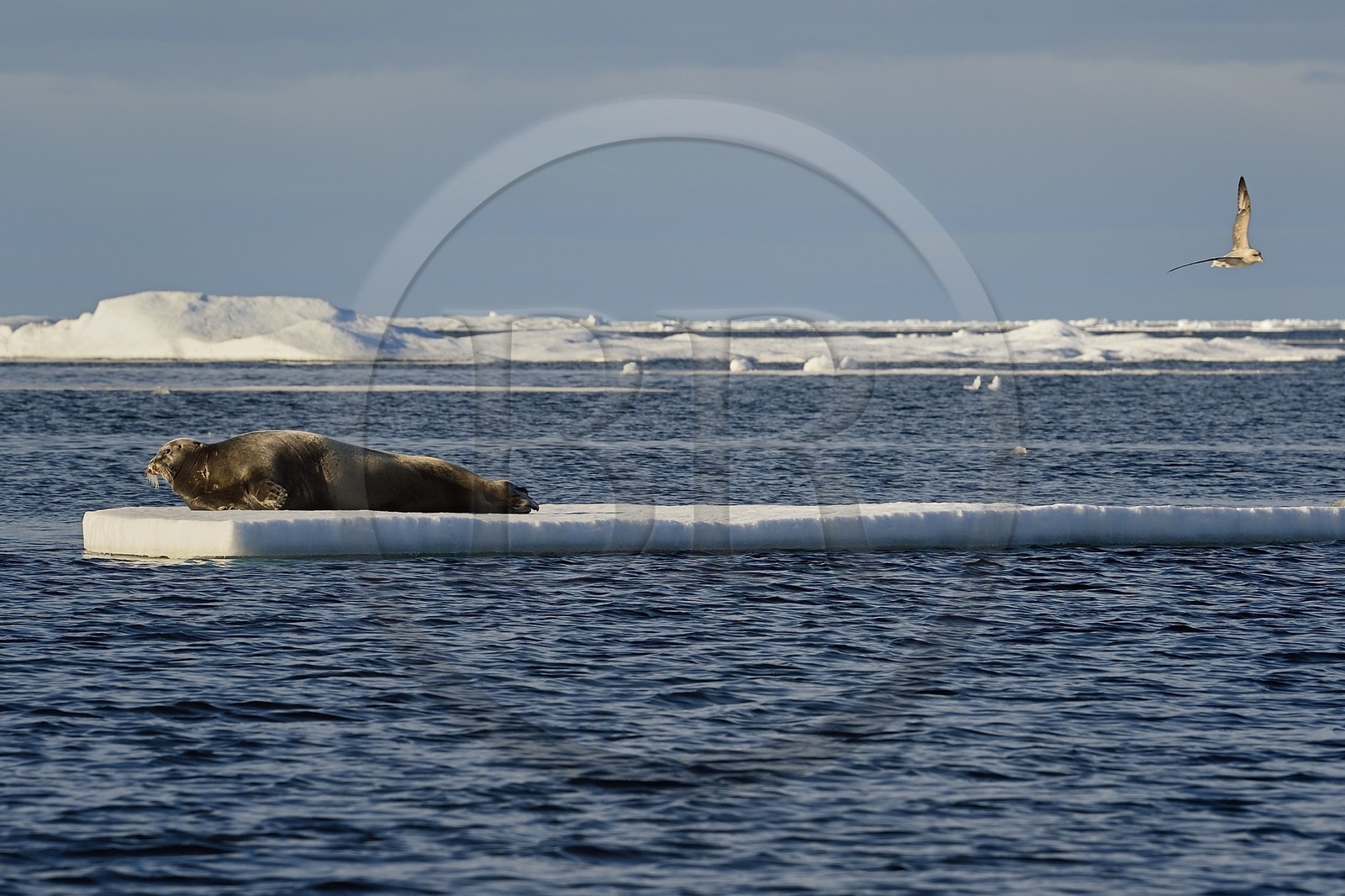 Groenland, cote Nord-Ouest, Smith sound au nord de la baie de Baffin à Inglefield Land, phoque barbu (Erignathus barbatus) allongé sur un morceaux de glace de la banquise arctique et Fulmar boréal (Fulmarus glacialis)