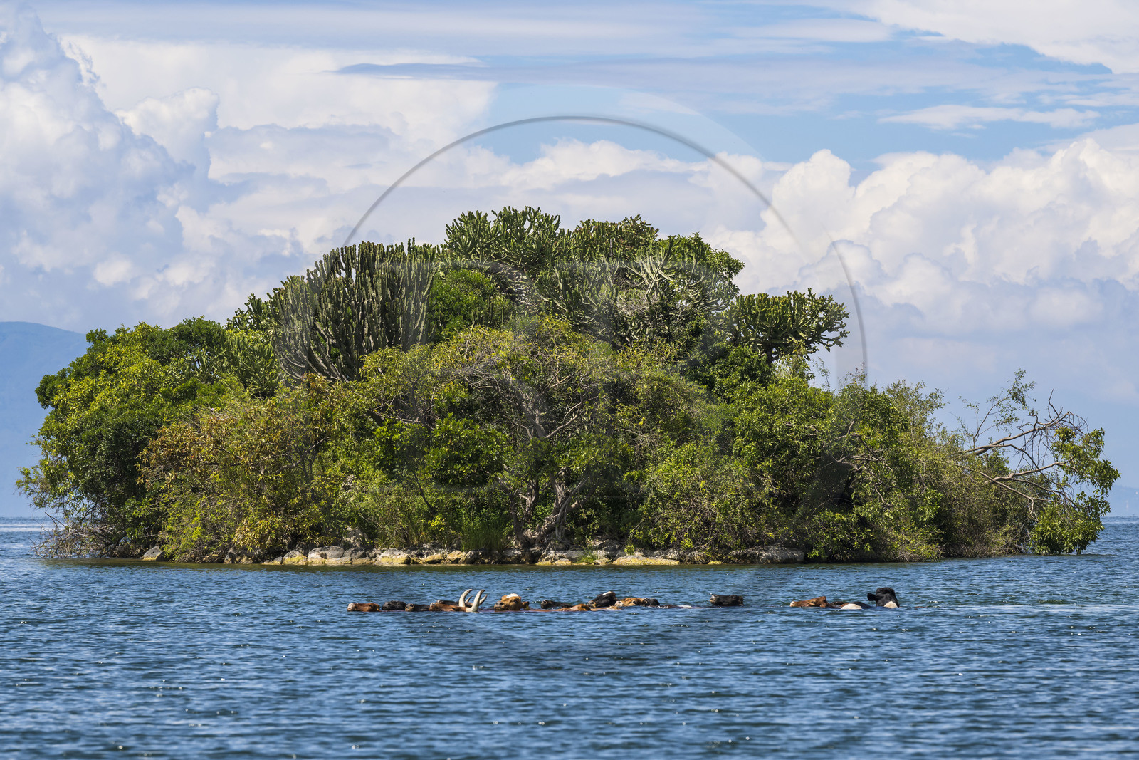Rwanda, Province de l’Ouest, Karongi (anciennement nommée Kibuye), lac Kivu, troupeau de vaches nageant entre les ilots au large de Kibuye