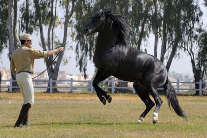 Maroc, région de Meknès-Tafilalet, haras royal de Meknès, pur sang arabe-barbe Oumas