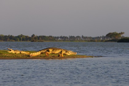 Tanzanie, Reserve de gibier de Selous une des plus grandes zones protégées au monde et inscrite sur la liste du patrimoine mondial de l’Unesco depuis 1982, crocodiles du Nil (Crocodylus niloticus) sur le lac Nzerakera formé par la rivière Rufiji
