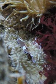 France, Manche (50), Cherbourg, Cité de la Mer, poisson clown (Amphiprioninae) dans un des nombreux aquarium