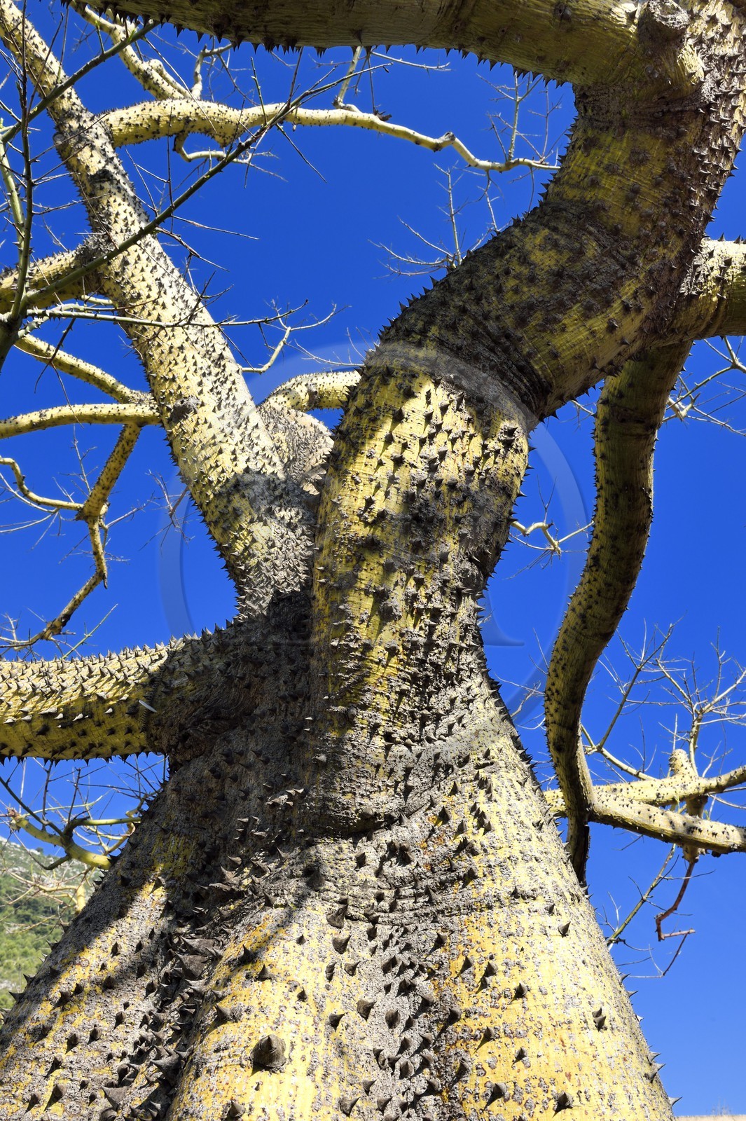 Principauté de Monaco, Monaco, quartier de La Condamine, le Jardin Exotique regroupant plusieurs milliers d'espèces de plantes succulentes, Ceiba insignis