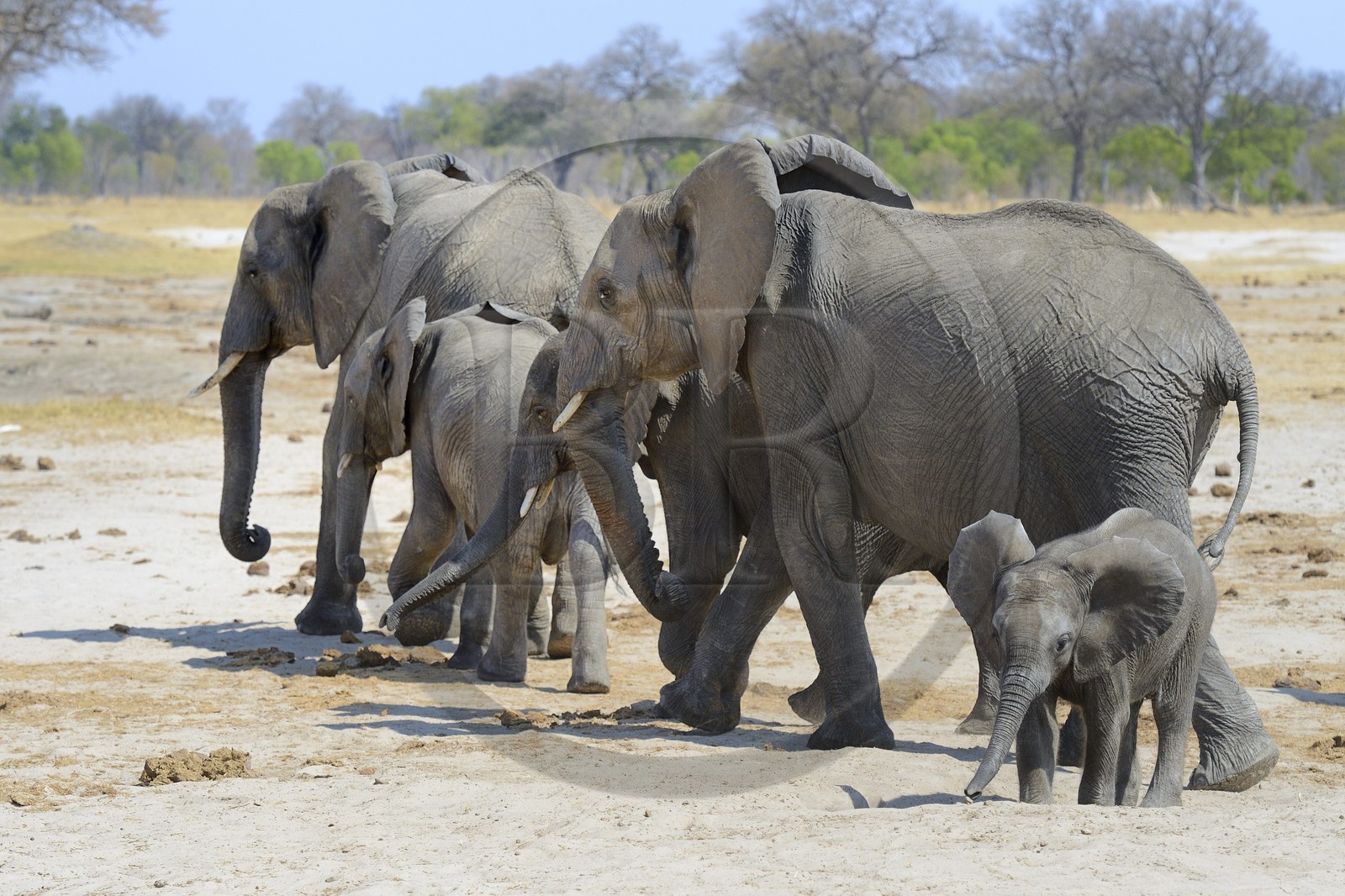 Zimbabwe, province de Matabeleland septentrional, parc national Hwange, éléphants sauvages d'Afrique (Loxodonta africana)