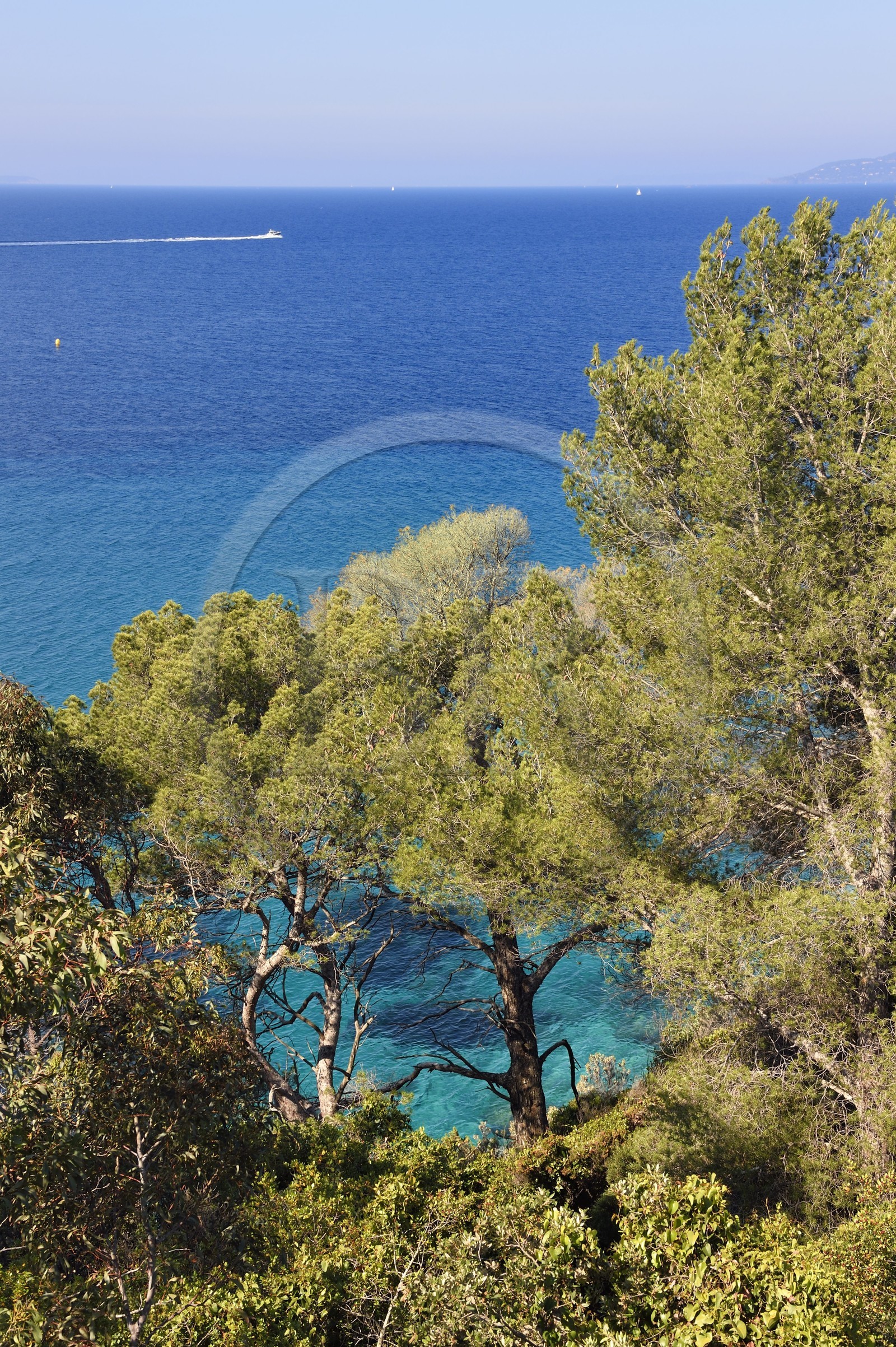 France, Var (83), Rayol-Canadel-sur-Mer, Domaine du Rayol, propriété du conservatoire du littoral mention obligatoire, vue sur la mer à travers les arbres du jardin des Méditerranées conçu par le paysagiste Gilles Clément
