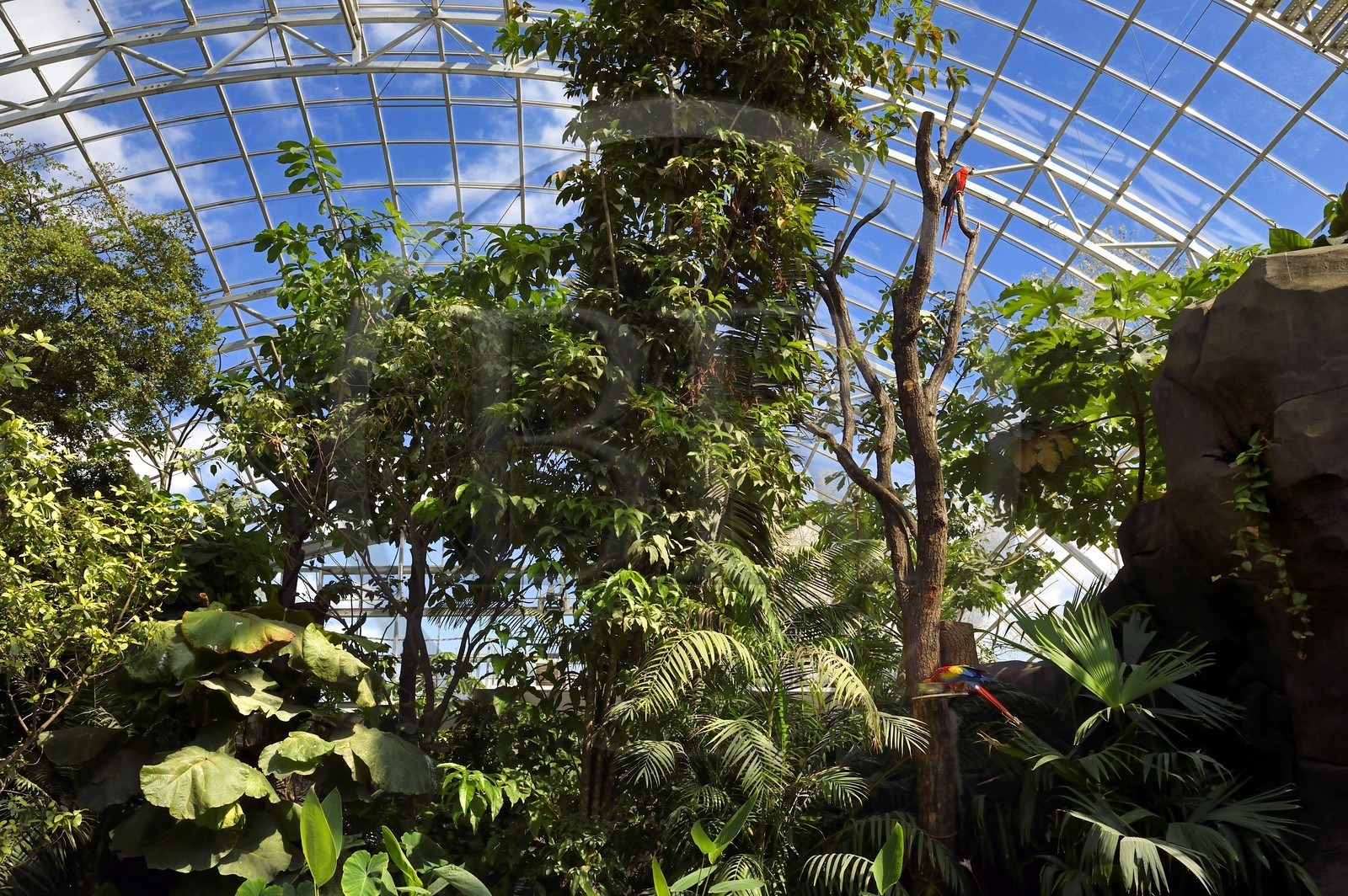 France, Paris (75), Le Parc zoologique de Paris (Zoo de Vincennes), Ara rouge (Ara macao) dans la biozone Guyane sous la Grande Serre