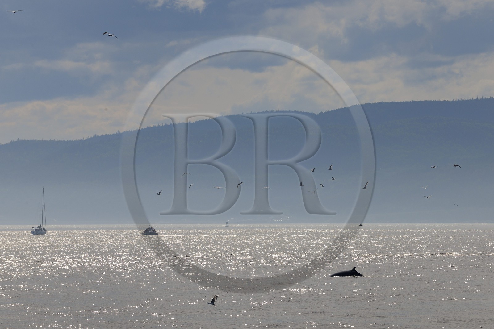 Canada, province de Québec, région de Manicouagan, Tadoussac, baleine à bosse dans le golf du Saint-Laurent