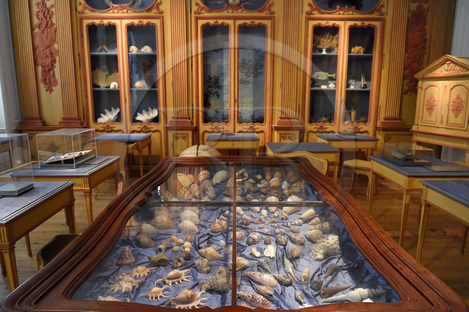 France, Charente-Maritime (17), La Rochelle, le Muséum d'histoire naturelle (muséum Lafaille), cabinet de curiosités du naturaliste Clément Lafaille