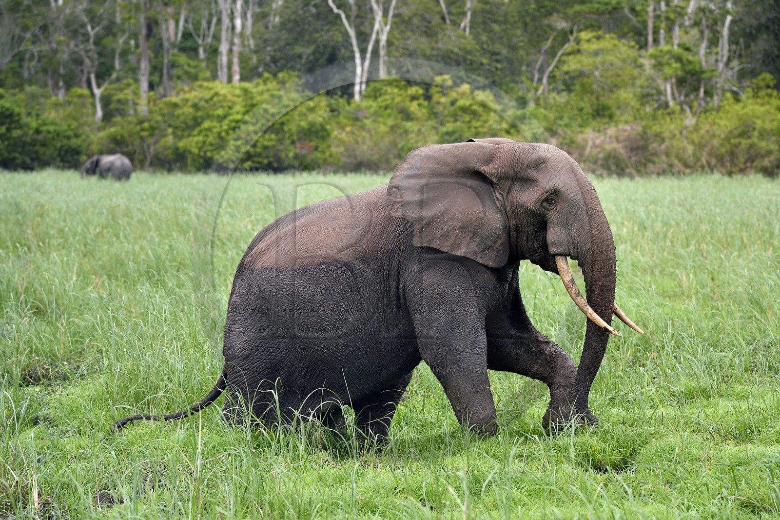 Gabon, province de Ogooué- Maritime, Parc National du Loango, site de Akaka dans la lagune du Fernan Vaz (Nkomi), éléphant de forêt d'Afrique (Loxodonta cyclotis)