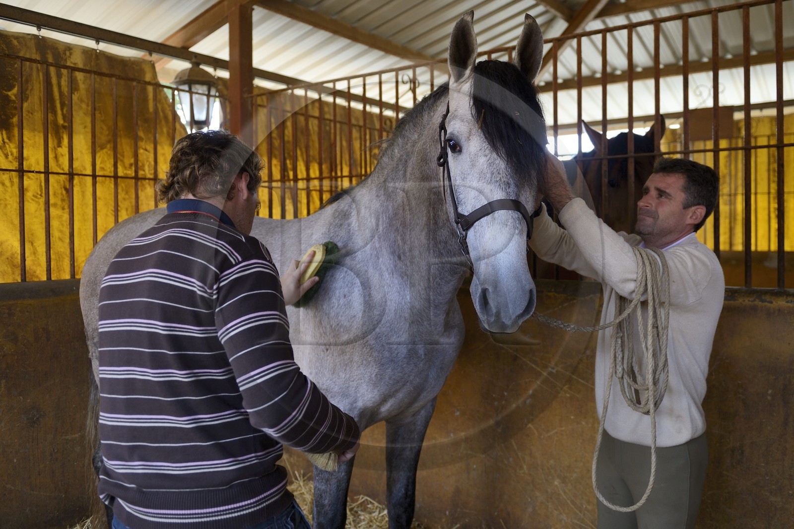 Espagne, Andalousie, province de Séville, Utrera, le haras Ayala (Yeguada Ayala), Pure race espagnole ou PRE (Pura Raza Espanola)