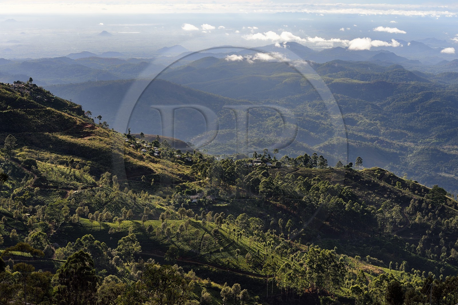 Sri Lanka, Province d'Uva, Haputale, plantation de thé et maisons des ouvriers de ces plantations sur les collinnes au sud