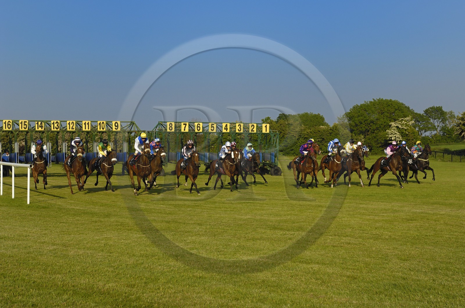 Irlande, Co. Meath, hippodrome de Fairyhouse, départ de la course