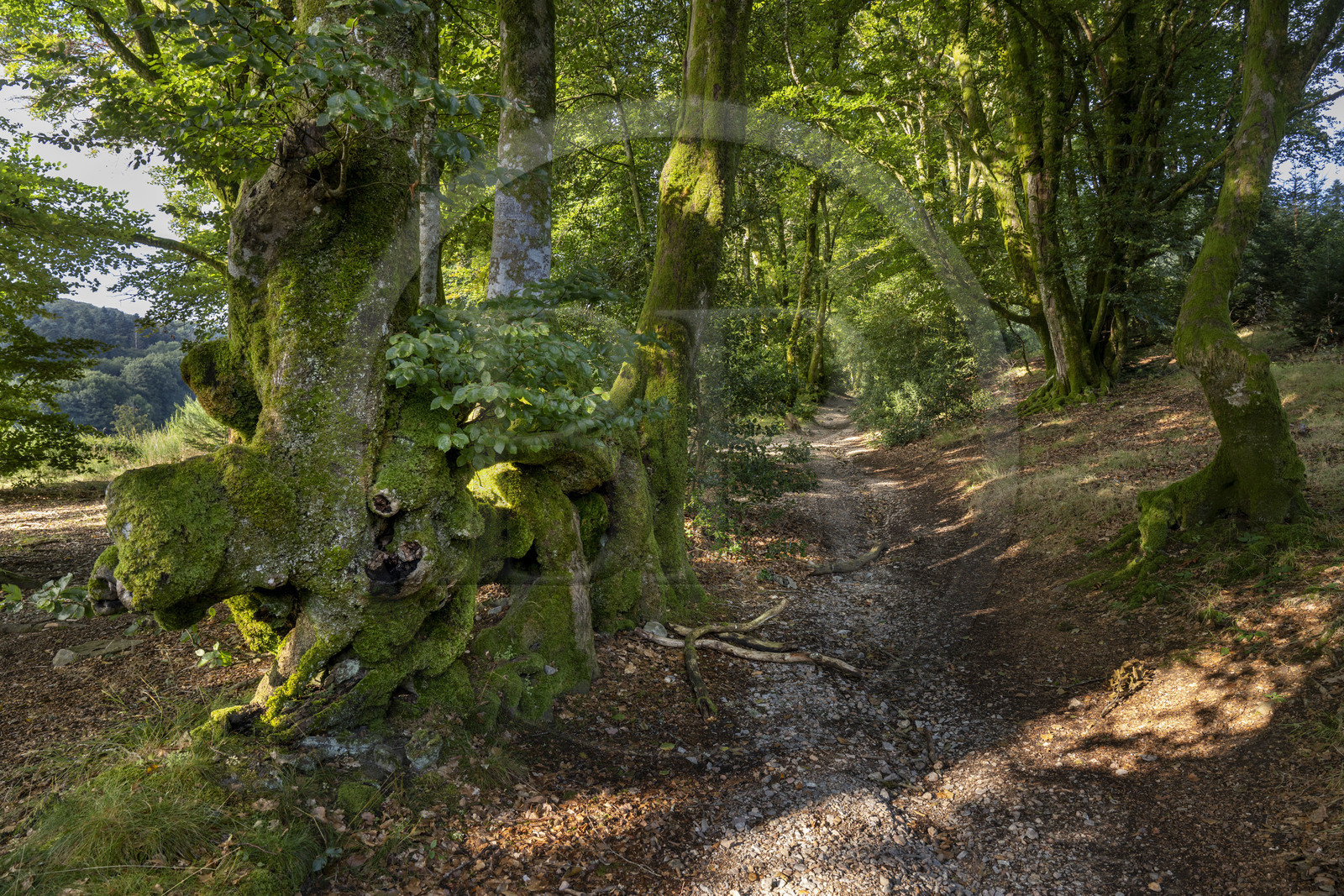 France, Saône-et-Loire (71), parc naturel régional du Morvan, Saint-Léger-sous-Beuvray, oppidum de Bibracte, le site archéologique sur le mont Beuvray, haies de hêtres tressées vieilles de 200 ans appelées des queules le long des chemins creux