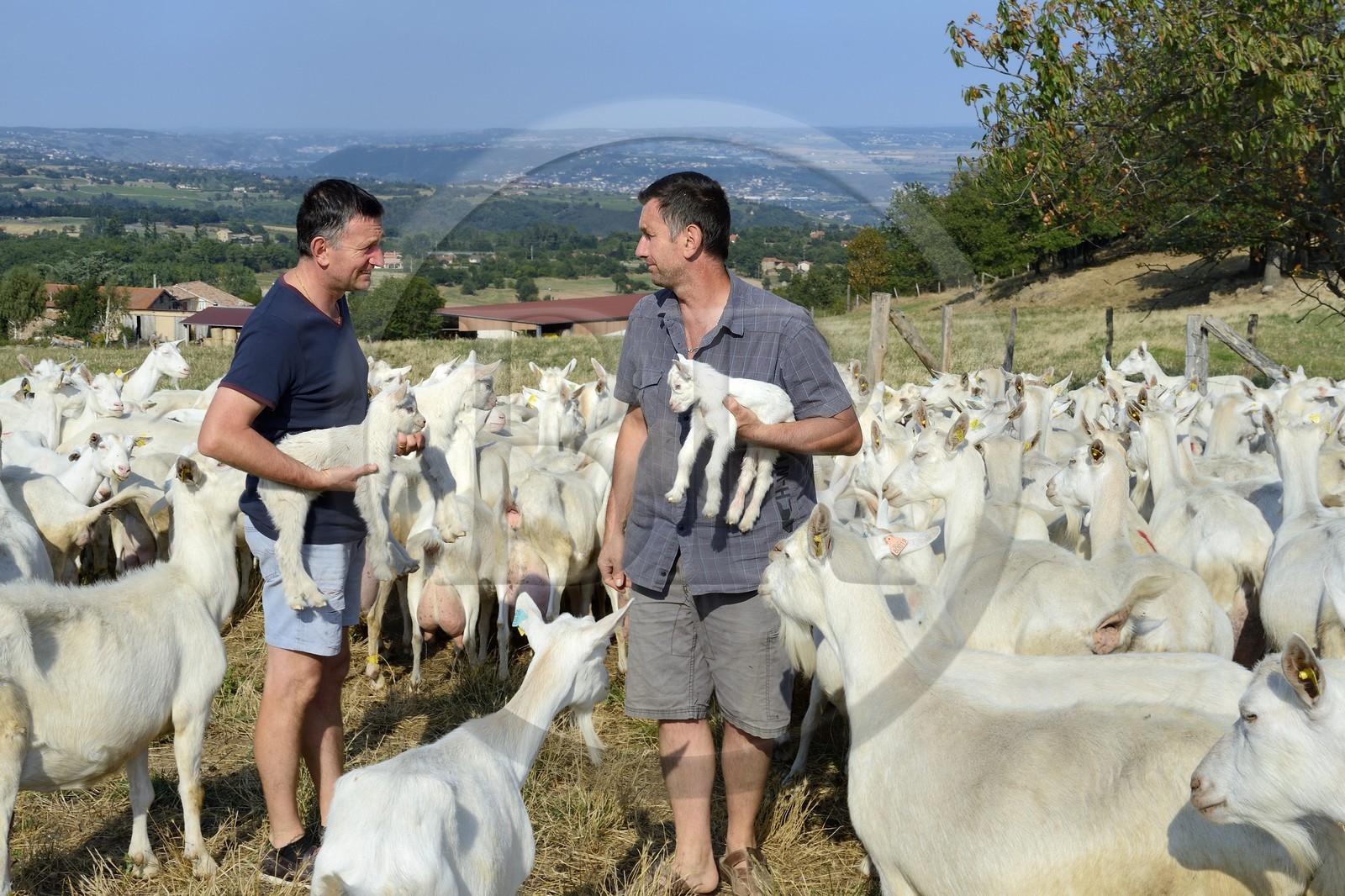 France, Loire (42), Parc Naturel Régional du Pilat, Pélussin, production par le GAEC de la Cabriole du fromage de chèvre Rigotte de Condrieu AOC, le troupeau de chèvres de Claude et André Boucher