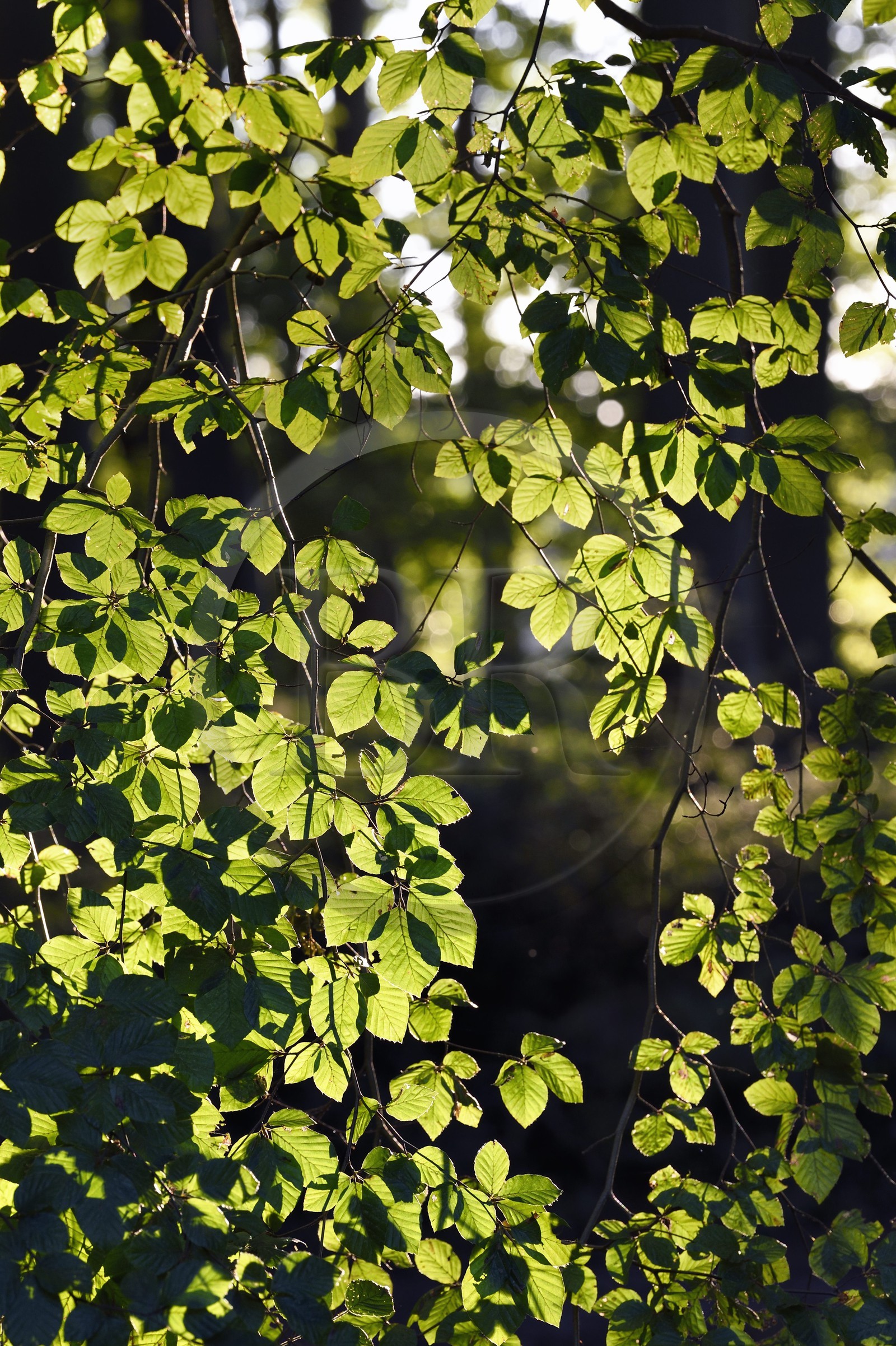 France, Seine-Maritime (76), Pays de Caux, Tourville-sur-Arques, feuille de hêtre