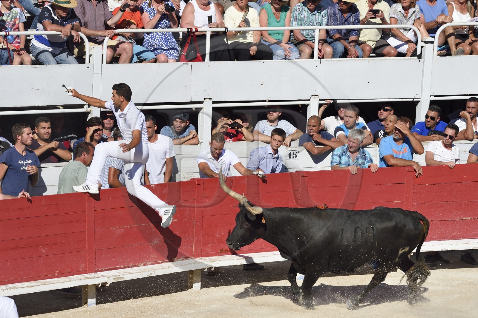 France, Bouches-du-Rhône (13), Arles, la course camarguaise  de la Cocarde d'Or aux Arènes