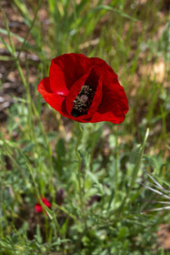 France, Alpes-de-Haute-Provence (04), Parc Naturel Régional du Verdon, Quinson, coquelicot dans un champ