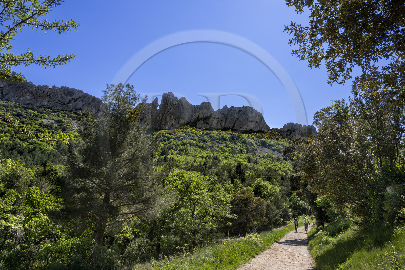 France, Vaucluse (84), Dentelles de Montmirail, Gigondas, randonneurs sur un sentier longeant les Dentelles Sarrasines au coeur du massif