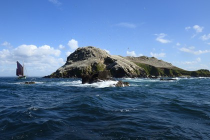 France, Cotes-d'Armor, Perros-Guirec, Sept-Iles Archipelago and bird sanctuary, the traditional sailboat Sant C'hireg (Saint Guirec) in front of Rouzic island, northern gannets colony (Morus bassanus), single point of nesting in France for more than 20,000 couples
