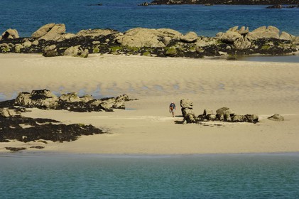 France, Manche (50), archipel des îles Chausey, pêche à pied de bouquets à marée basse
