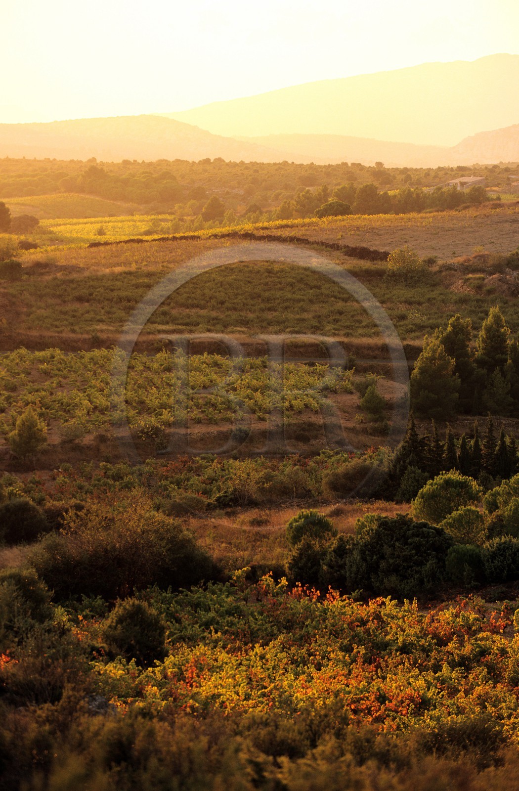 France, Pyrénées-Orientales (66), paysage des catalan corbières au Pas de l' Escale vers le village de Vingrau