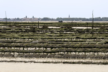 France, Charente-Maritime (17), Ile d'Oléron, Dolus-d’Oléron, les parcs à huitres du bassin de Marennes-Oléron dans le Pertuis d'Antioche à marée basse