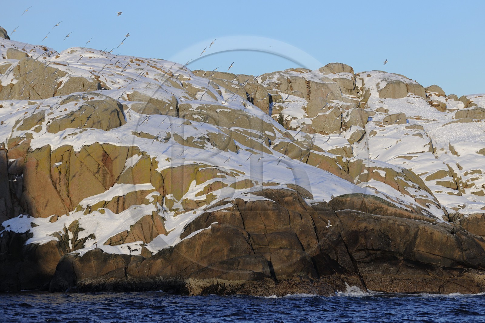 Norvège, Nordland, iles des Westeralen, région de Myre, l'ile aux oiseaux au large de Sto