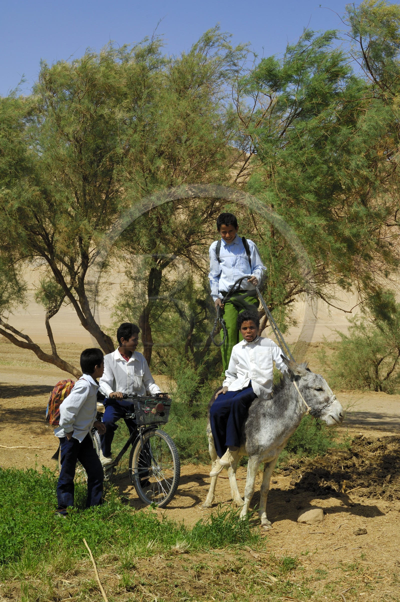 Egypte, désert libyque, oasis de Abu Mungar au nord de Farafra, retour d'école sur un ane