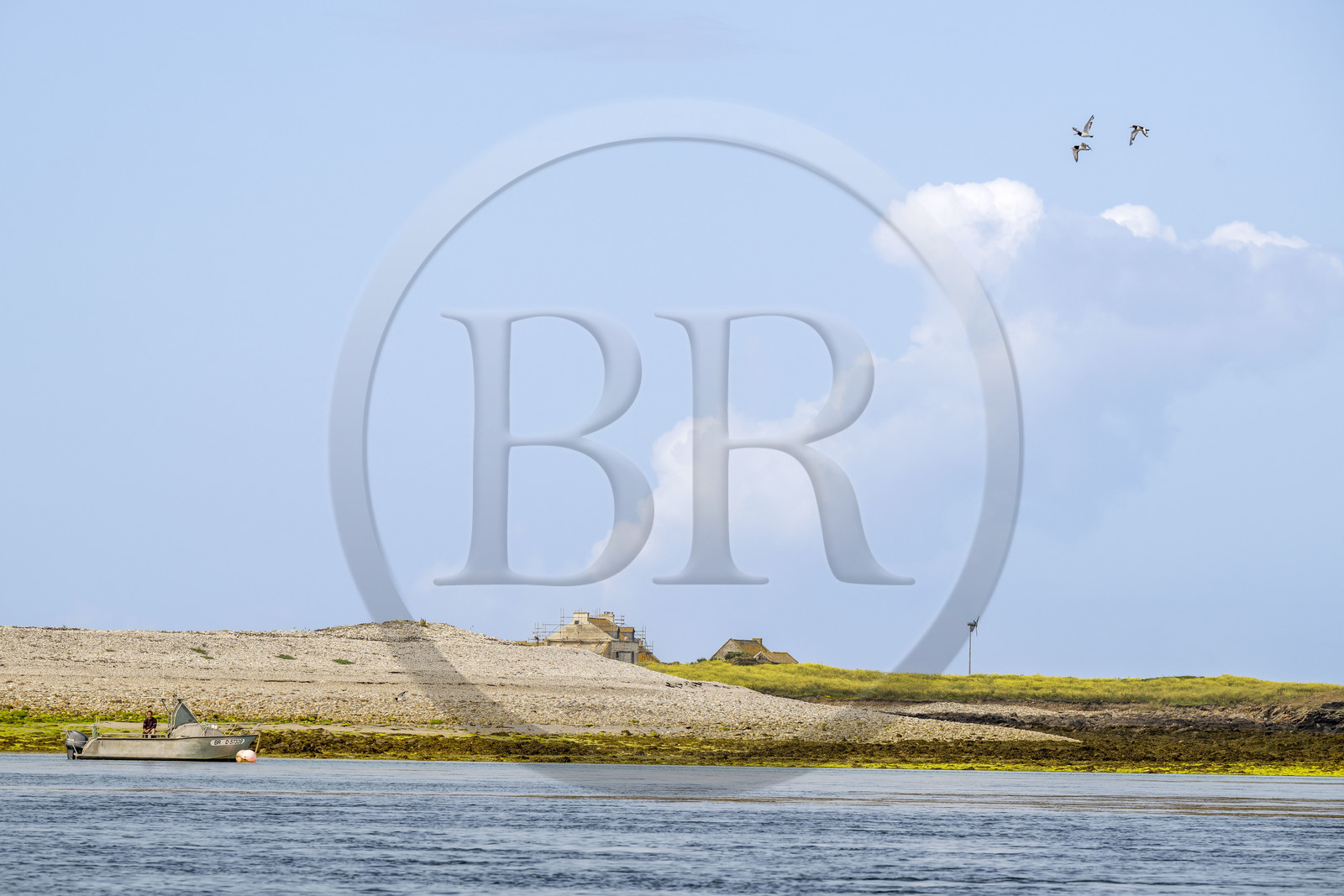 France, Finistère, Iroise Sea, Molene archipelago, Quemenes Island, its farmer Etienne Menguy, the farm and a flight of oystercatchers
