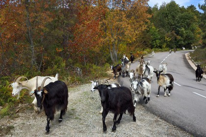 France, Corse-du-Sud (2A), Vallée du Prunelli, Bastelica, troupeau de chèvres en bordure de route