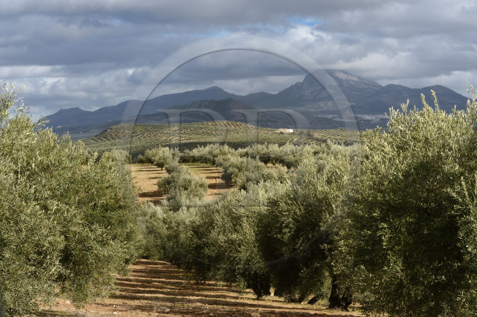 Spain, Andalusia, Jaén Province, olive groves south of Martos between Baena and Alcaudete, the Sierra Magina in the background