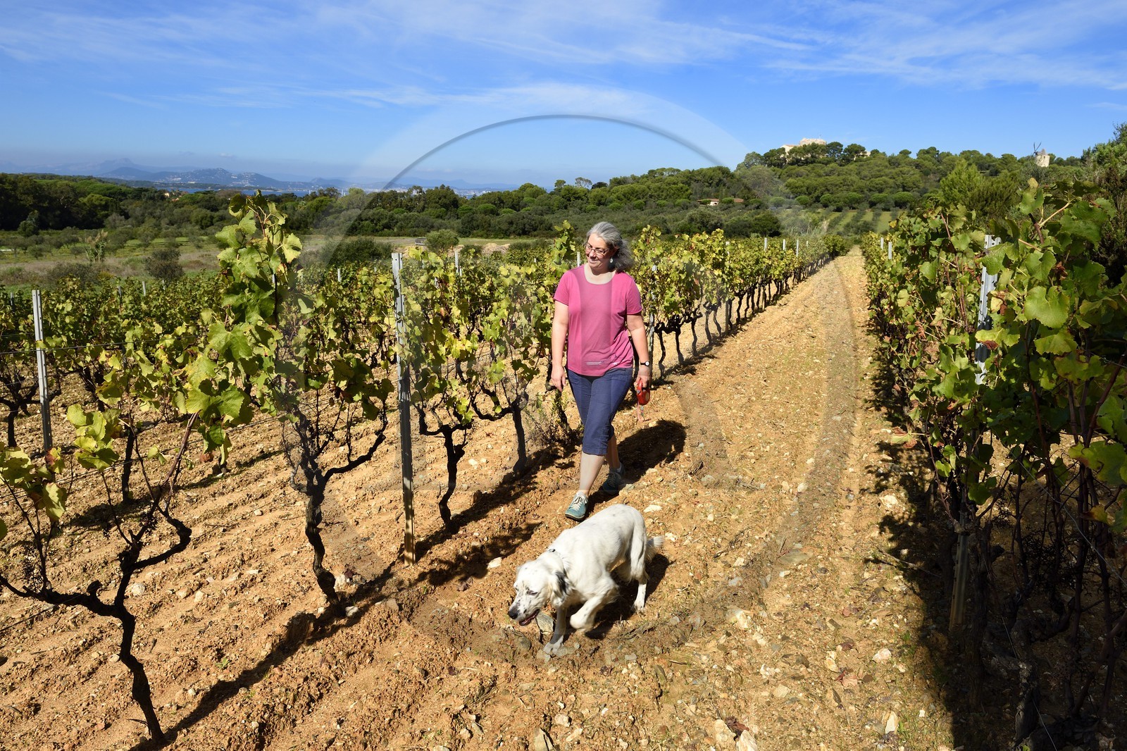 France, Var (83), Iles d'Hyères, parc national de Port Cros, Ile de Porquerolles, madame Perzinsky et son chien dans les vignes du Domaine Perzinsky