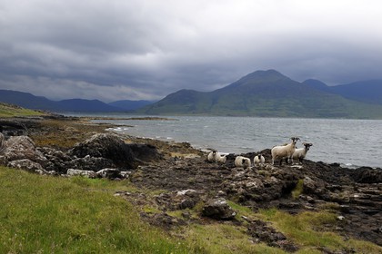 Royaume-Uni, Ecosse, Highland, Hébrides intérieures, Ile de Mull, moutons et béliers en bordure du Loch na Keal et le Ben More (966m)