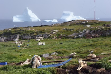 Greenland, west coast, Disko Island, Qeqertarsuaq, sled dogs and icebergs in the background