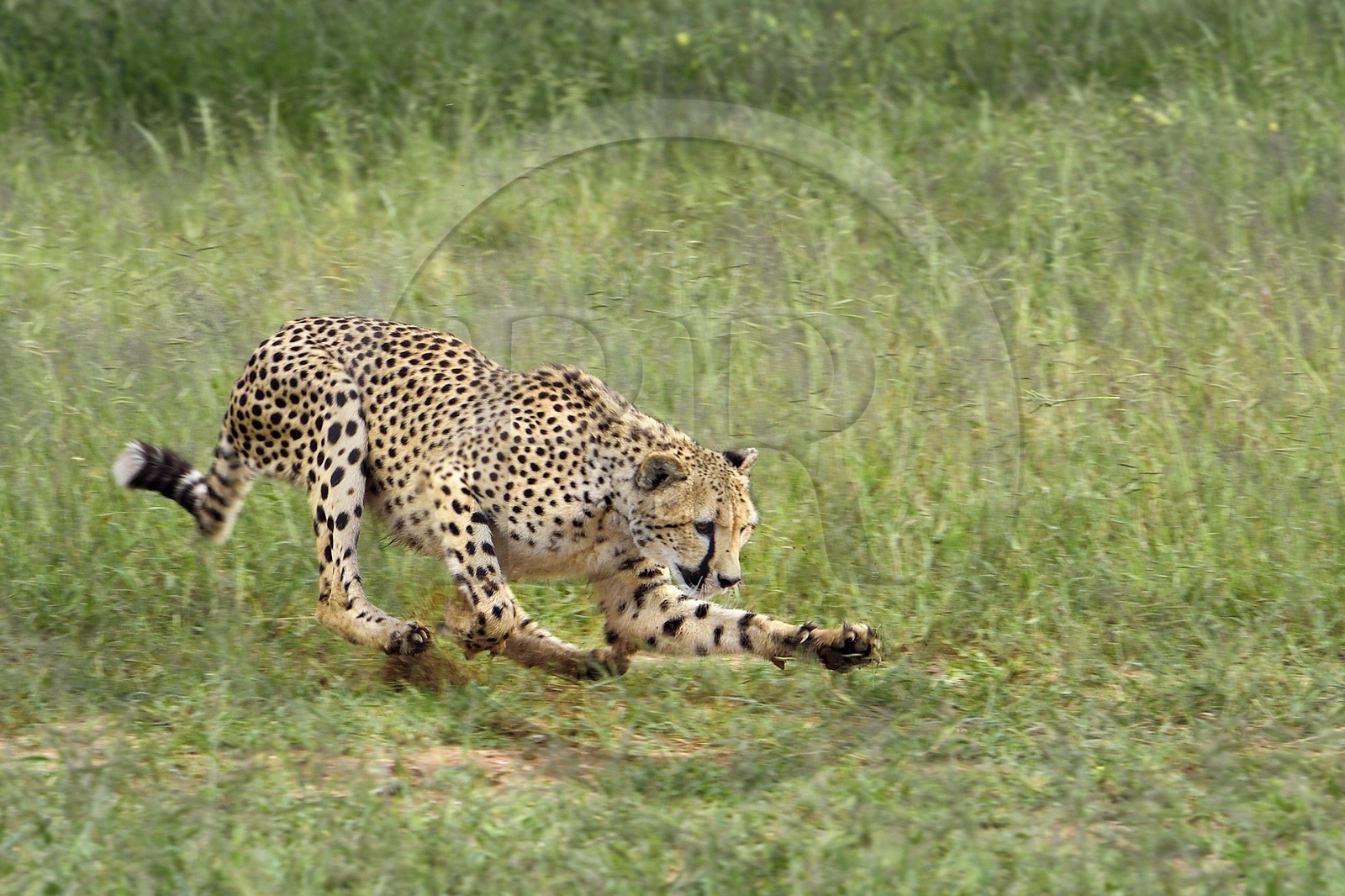 Namibia, Otjiwarongo, Cheetah Conservation Fund, research and education centre, cheetah (Acinonyx jubatus) chasing a lure to help give them exercise and keep them fit