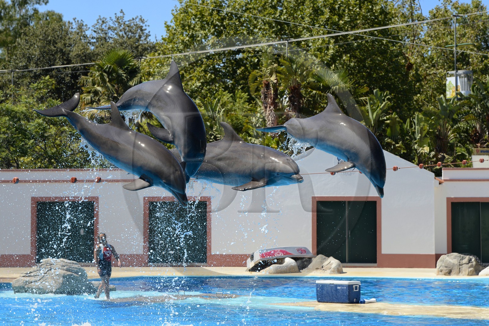 Portugal, Lisbon, Zoological Garden, the Dolphinarium, dolphins making the show