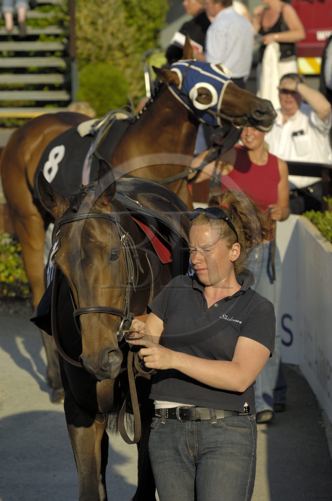 Irlande, Co. Meath, hippodrome de Fairyhouse, présentation des chevaux avant la course