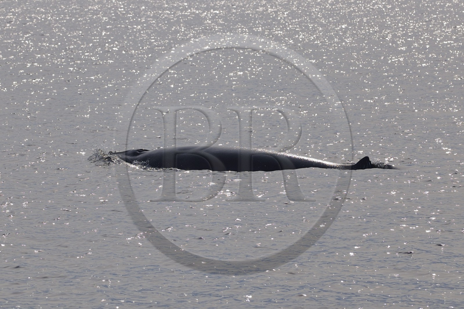 Canada, province de Québec, région de Manicouagan, Tadoussac, baleine à bosse dans le golf du Saint-Laurent