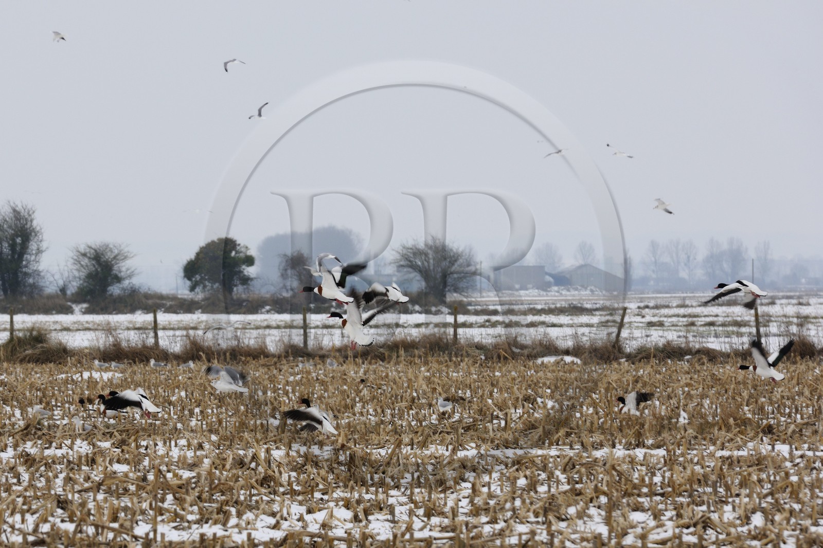 France, Ille-et-Vilaine (35), le polder du Mont-Saint-Michel, mouettes et canards