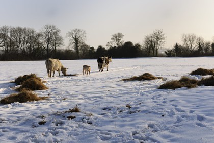 France, Manche (50), Cotentin, vaches dans le bocage enneigé