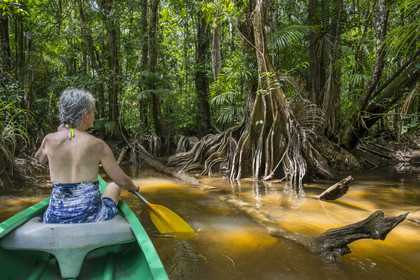 France, French Guiana, Kourou, Maripas camp in the rainforest, canoe trip to discover a crique (creek), a small river, tributary of the Kourou River, Pterocarpus officinalis with large undulating buttresses or moutouchi-marsh in Guyanese Creole