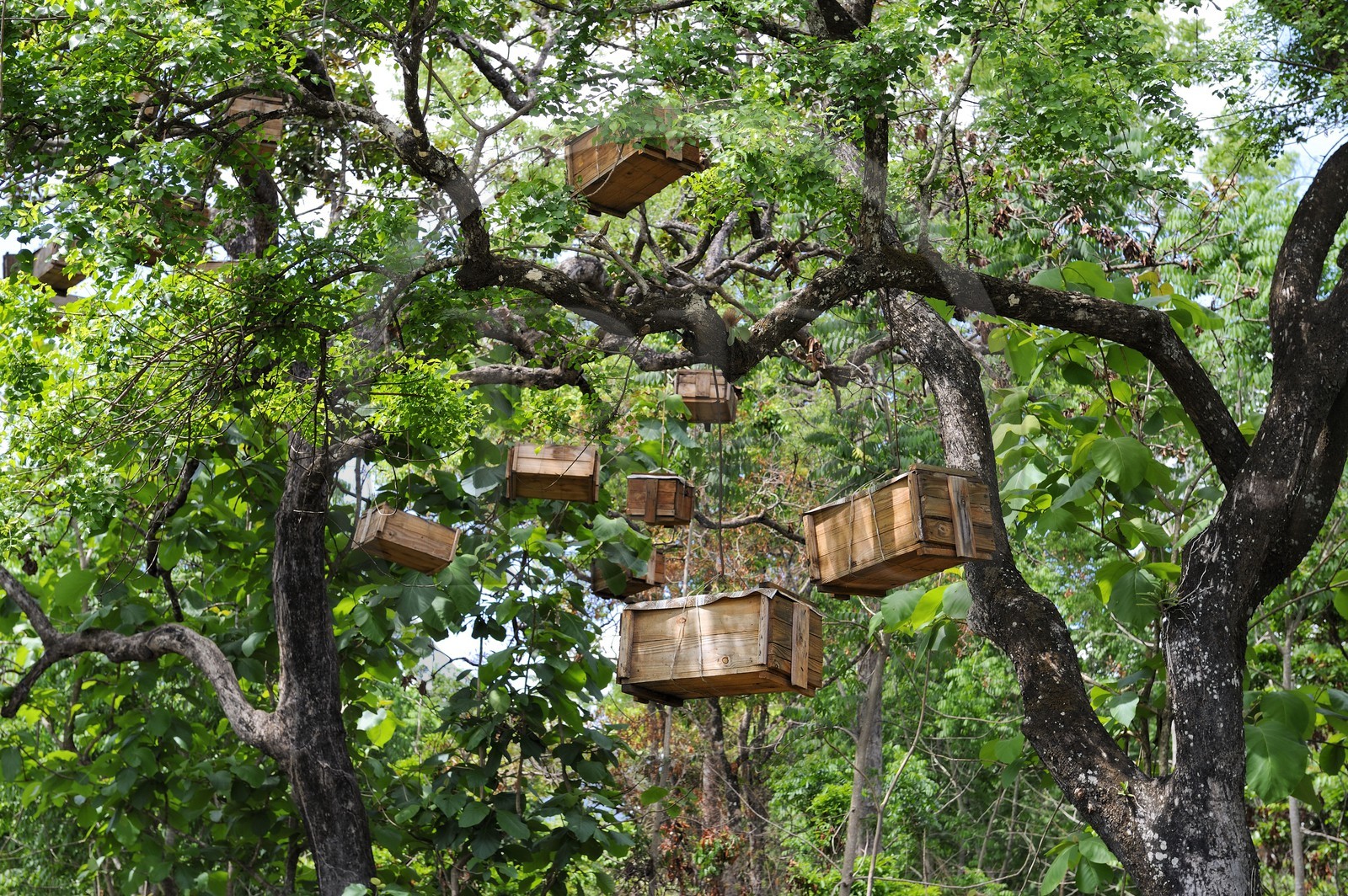 Tanzanie, région de Morogoro, les Monts Uluguru, ruches accrochées dans les branches d'un arbre