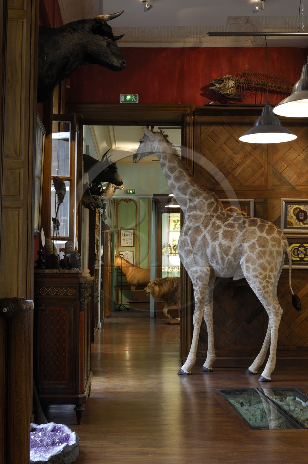 France, Paris, the taxidermist Deyrolle in the rue du bac