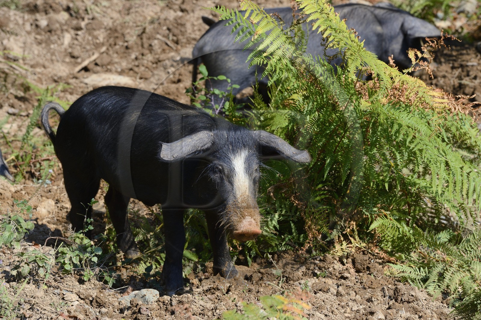 France, Haute Corse, Castagniccia, pigs in the wild