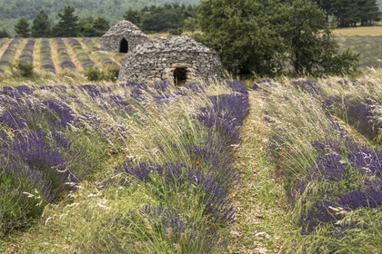 France, Drôme (26), Drome provençale, Pays de Sault, Ferrassières, champ de lavande et cabanes en pierre sèche appelées bories en arrière plan