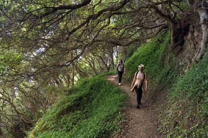 Portugal, Ile de Madère, randonnée de Machico à Porto da Cruz par le Vereda do Larano, sentier taillé à flanc de paroi traversant des forets de myrte des acores