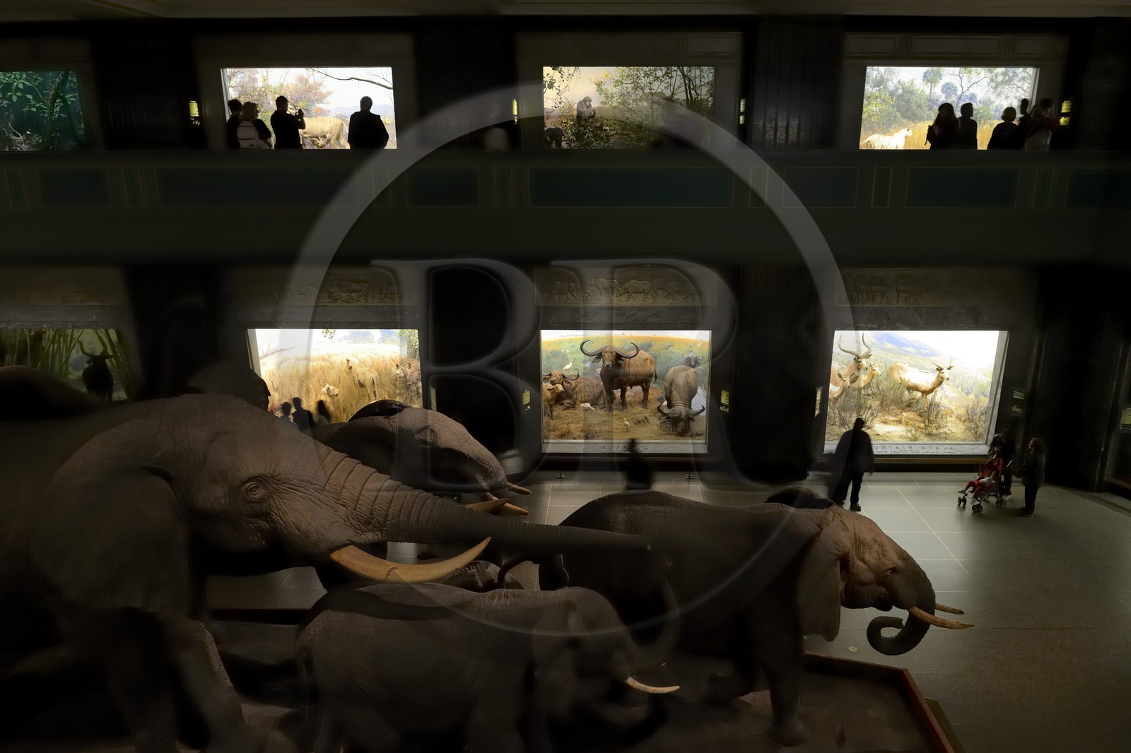 Etats-Unis, New York, Manhattan, Upper West Side, Musée Américain d'Histoire Naturelle (American Museum of Natural History), vitrines de diorama