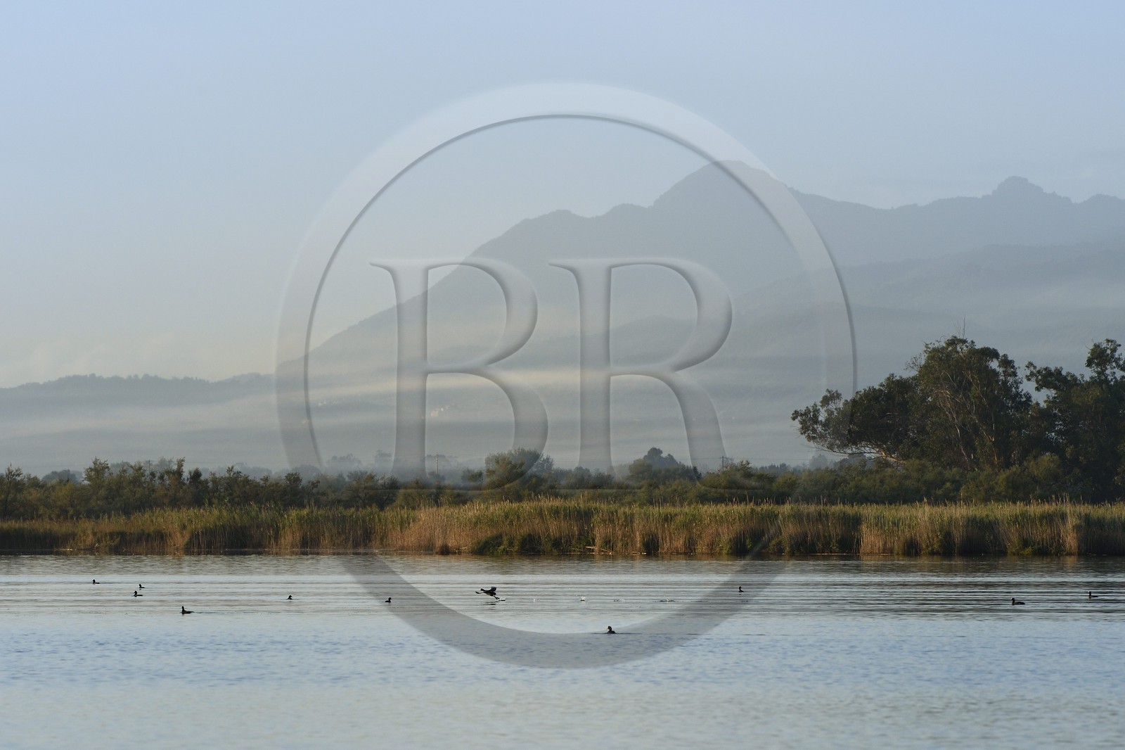 France, Haute Corse, the pond of Biguglia (Stagnu di Chiurlinu), nature reserve of Corsica (RNC), Eurasian coot (Fulica atra)