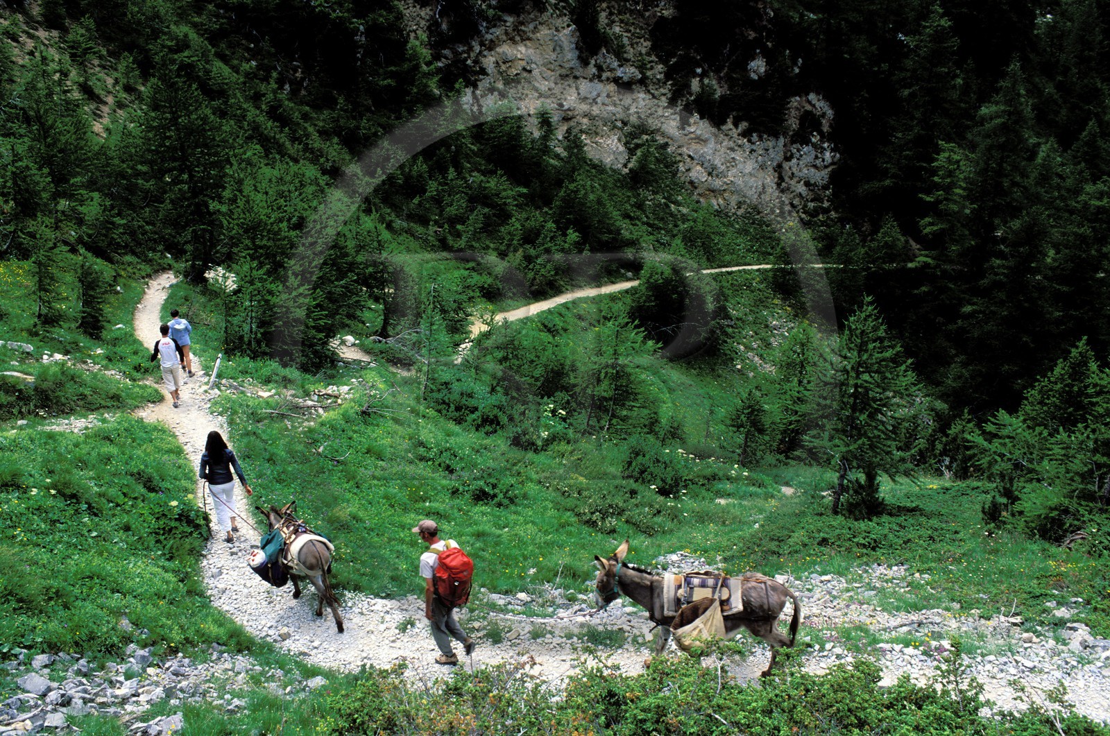 France, Hautes-Alpes (05), randonnée avec ânes sur un sentier de la Vallée Etroite au nord de Briançon